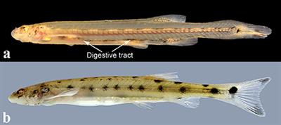 Unrevealing Parasitic Trophic Interactions—A Molecular Approach for Fluid-Feeding Fishes